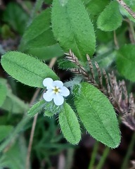 Lithospermum matamorense