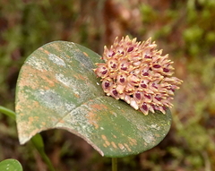 Pleurothallis canaligera