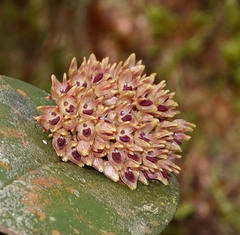 Pleurothallis canaligera