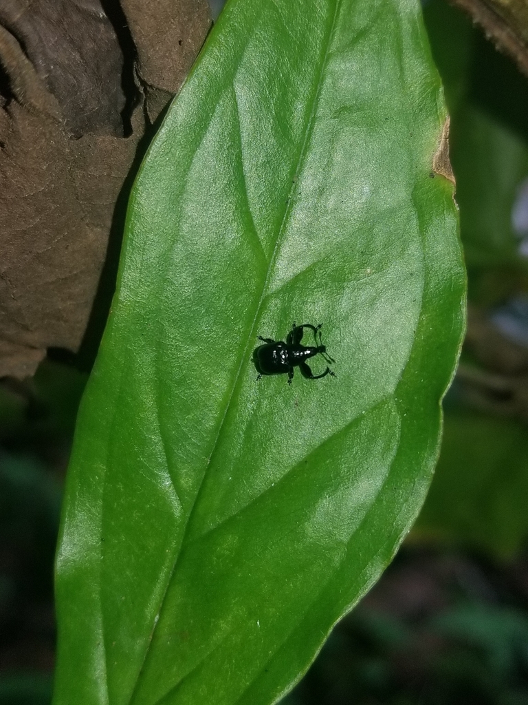 Omolabus