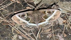 Metopta rectifasciata