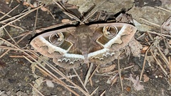 Metopta rectifasciata