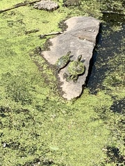 Trachemys scripta