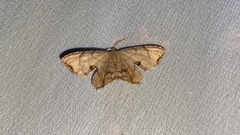 Dysaethria moza