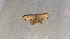 Dysaethria moza