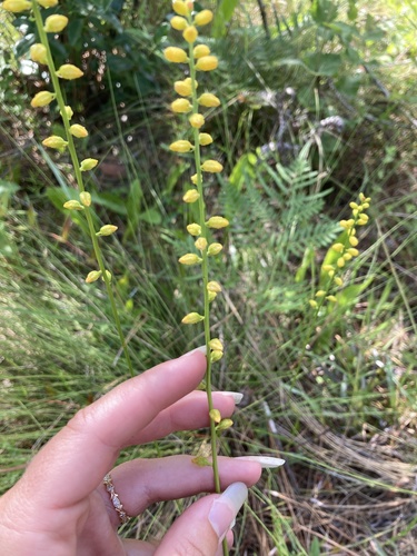Aletris aurea image