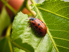 Chrysomela mainensis