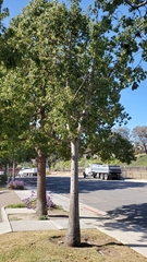 Brachychiton populneus