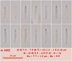 Orbilia phragmotricha