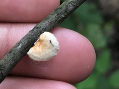 Neofavolus americanus