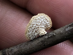 Neofavolus americanus