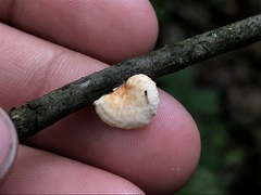 Neofavolus americanus