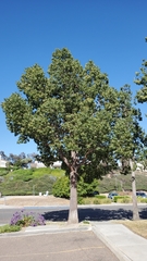 Brachychiton populneus