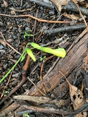 Oxalis pes-caprae