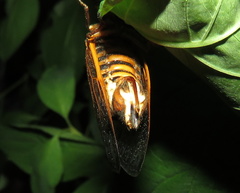 Massospora cicadina