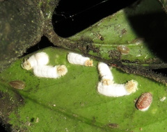 Pulvinaria floccifera