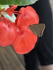 Satyrium calanus