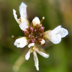 Cardamine scutata