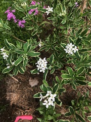 Daphne × burkwoodii