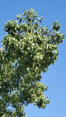 Brachychiton populneus