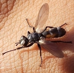 Cylindromyia interrupta