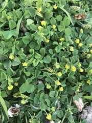 Medicago lupulina