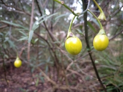 Solanum aviculare