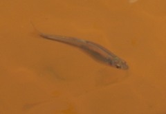 Lythrurus umbratilis