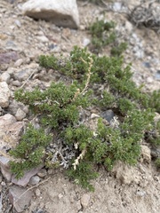 Artemisia pygmaea