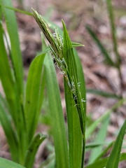 Carex hirtifolia