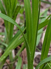 Carex hirtifolia