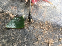 Gomphurus vastus