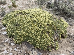 Lepidium nanum