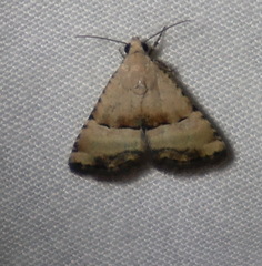 Pseudozarba orthopetes