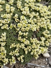 Lepidium nanum