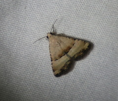 Pseudozarba orthopetes