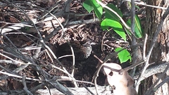 Turnix melanogaster