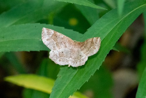 Pale Metarranthis Moth photo 2