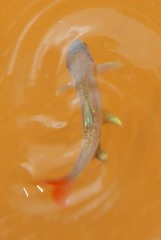 Lythrurus umbratilis