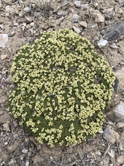 Lepidium nanum