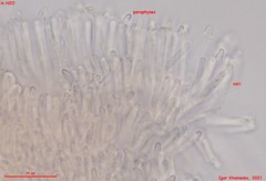 Orbilia phragmotricha