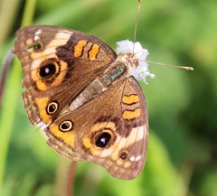 Junonia neildi varia