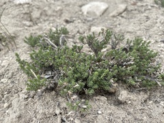 Artemisia pygmaea