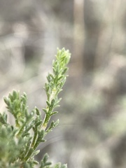 Artemisia pygmaea
