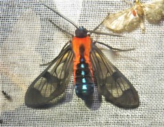 Cosmosoma impar