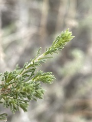 Artemisia pygmaea