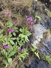 Primula pauciflora pauciflora