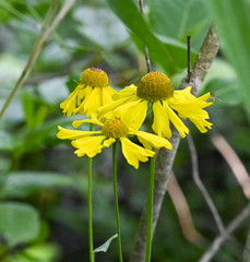 Helenium brevifolium