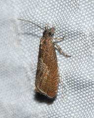 Dichrorampha acuminatana