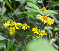 Helenium brevifolium